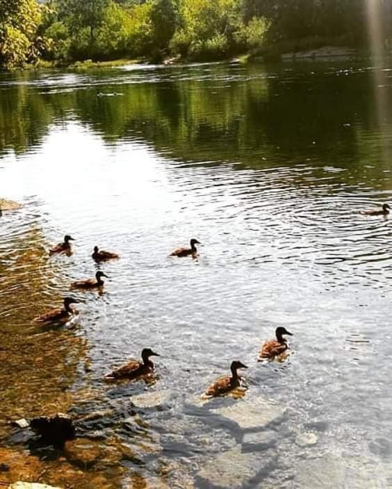 Flora&Fauna Bihać Dış mekan fotoğraf
